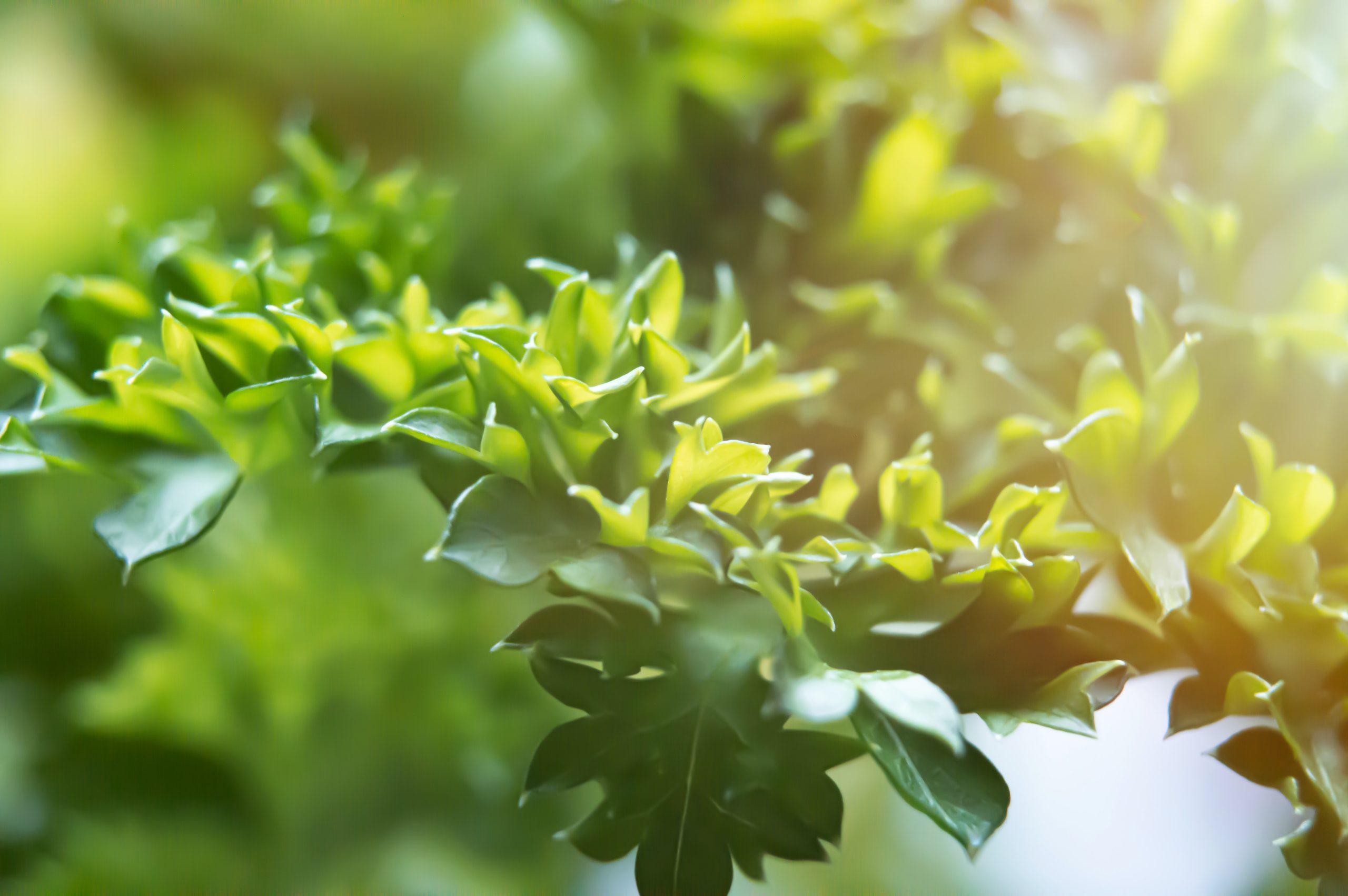 green leaves in a tree with sun shining on them