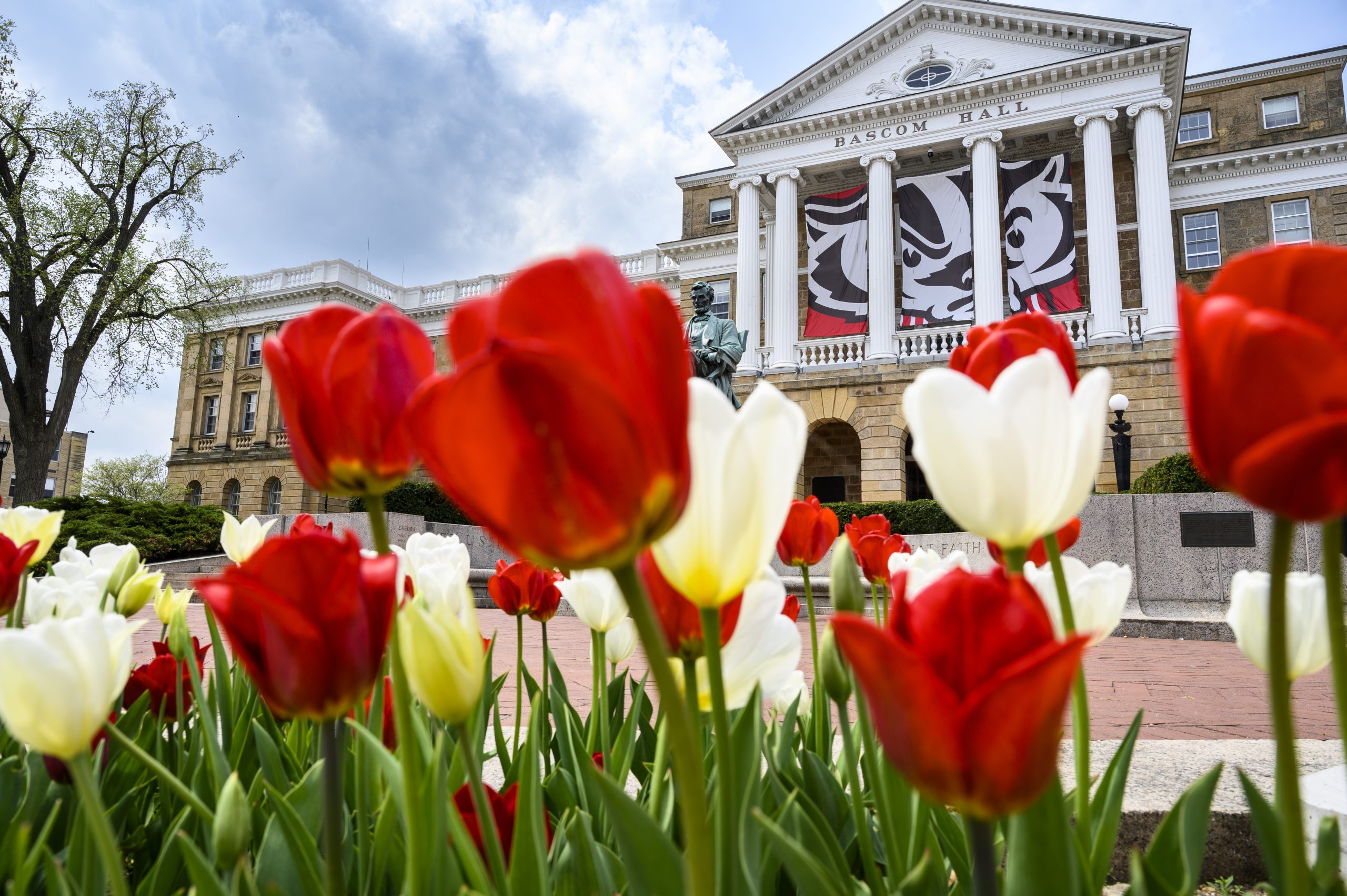 Picture of red and white tulips with Bascom Hall in the background at UW-Madison.
